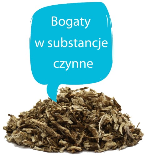 prawoślaz korzeń właściwości