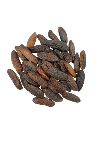 nasionka tonki (1).jpg