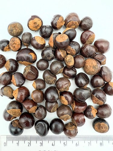 guarana_owoc.jpg