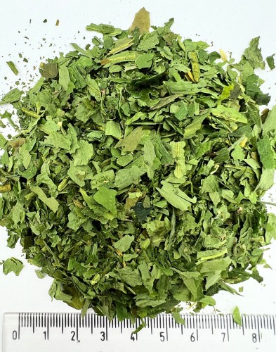 WILD GARLIC.jpg